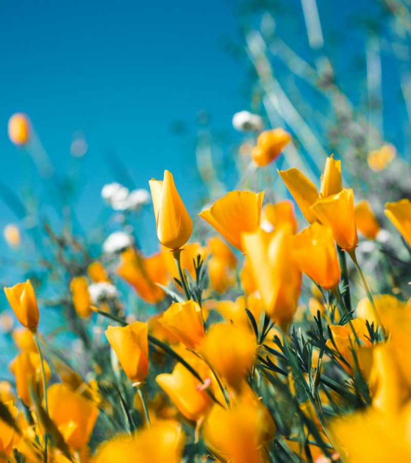 Photo by Sergey Shmidt orange petaled flowers